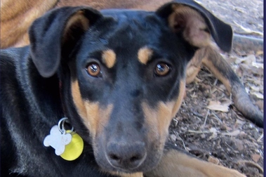 Dog Boarding Places In Austin Dog Boarding Places In Austin